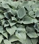Große Blaublatt-Garten-Funkie - Hosta sieboldiana 'Elegans'