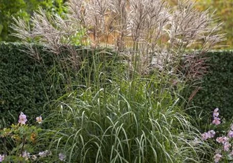 Miscanthus sinensis 'Silberspinne' - Garten-Chinaschilf, Garten-Landschilf