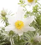 Weißblühende Garten-Kuhschelle - Pulsatilla vulgaris 'Alba'