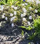 Weißblühende Garten-Kuhschelle - Pulsatilla vulgaris 'Alba'