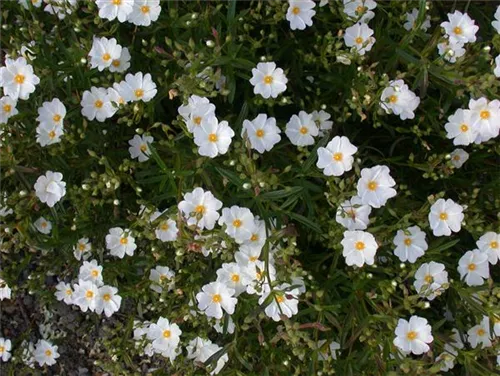 Garten-Sonnenröschen - Helianthemum x cult.'Eisbär'