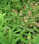Sumpf-Fingerkraut - Potentilla palustris