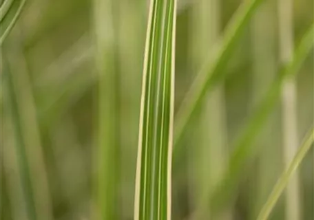 Miscanthus sinensis 'Variegatus' - Weißgestreifter Garten-Chinaschilf