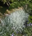 Weißgestreifter Garten-Chinaschilf - Miscanthus sinensis 'Variegatus'
