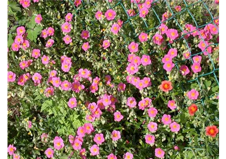 Helianthemum x cult.'Lawrensons Pink' - Garten-Sonnenröschen
