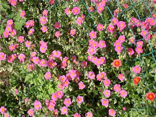 Garten-Sonnenröschen - Helianthemum x cult.'Lawrensons Pink'