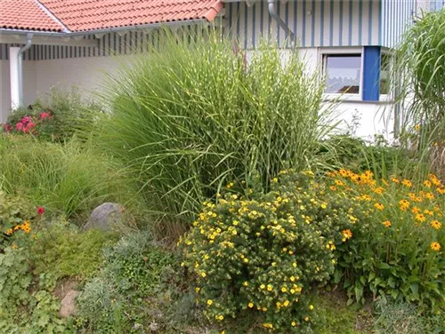 Überhängender Garten-Zebraschilf - Miscanthus sinensis 'Zebrinus'