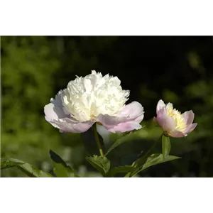Paeonia lactiflora &#39;Bowl of Beauty&#39;