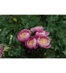 Garten-Pfingstrose - Paeonia lactiflora 'Bowl of Beauty'