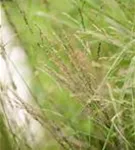 Hohes Garten-Pfeifengras - Molinia arundinacea 'Transparent'