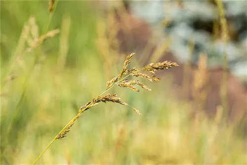 Hohes Garten-Pfeifengras - Molinia arundinacea 'Windspiel'