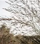 Hohes Garten-Pfeifengras - Molinia arundinacea 'Windspiel'