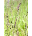 Kleines Garten-Pfeifengras - Molinia caerulea 'Edith Dudszus'