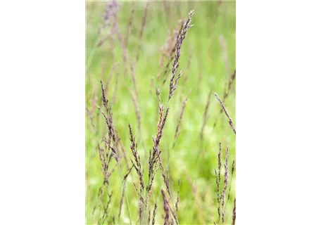 Molinia caerulea 'Edith Dudszus' - Kleines Garten-Pfeifengras