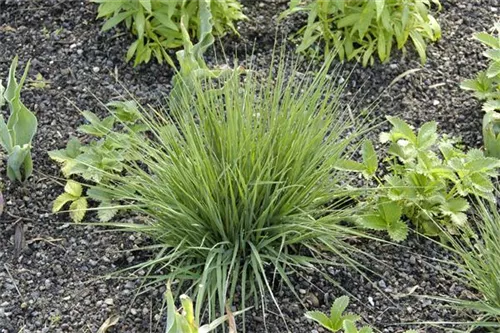 Kleines Garten-Pfeifengras - Molinia caerulea 'Edith Dudszus'