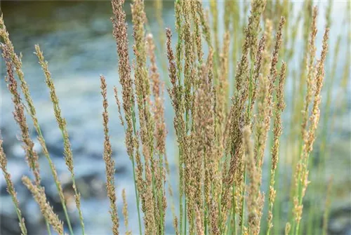 Molinia caerulea 'Moorhexe', Kleines GartenPfeifengras Semper Verde