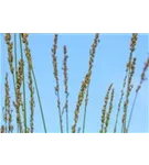Kleines Garten-Pfeifengras - Molinia caerulea 'Heidebraut'