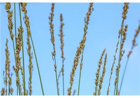 Molinia caerulea 'Heidebraut' - Kleines Garten-Pfeifengras