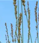 Kleines Garten-Pfeifengras - Molinia caerulea 'Moorhexe'