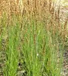 Kleines Garten-Pfeifengras - Molinia caerulea 'Moorhexe'