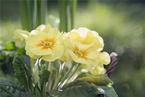 Gelbe Primel, Primula Vulgaris Stockfotografie
