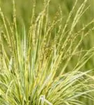 Gestreiftes Garten-Pfeifengras - Molinia caerulea 'Variegata'