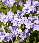 Garten-Ausläufer-Flammenblume - Phlox stolonifera 'Blue Ridge'