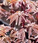 Garten-Pfingstrose - Paeonia lactiflora 'Karl Rosenfield'