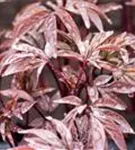 Garten-Pfingstrose - Paeonia lactiflora 'Karl Rosenfield'