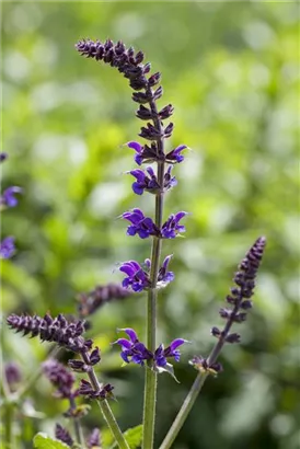 Garten-Blüten-Salbei - Salvia nemorosa 'Mainacht'