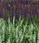 Garten-Blüten-Salbei - Salvia nemorosa 'Mainacht'