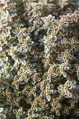 Garten-Thymian - Thymus pulegioides 'Aureus'