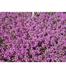 Garten-Thymian - Thymus serpyllum 'Magic Carpet'