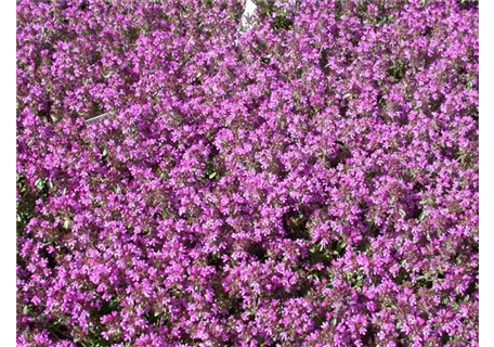 Thymus doerfleri 'Bressingham Seedling' - Bressingham-Garten-Thymian