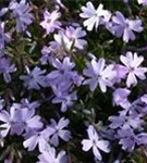 Garten-Teppich-Flammenblume - Phlox subulata 'Emerald Cushion Blue'