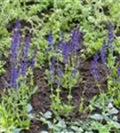 Garten-Blüten-Salbei - Salvia nemorosa 'Ostfriesland'