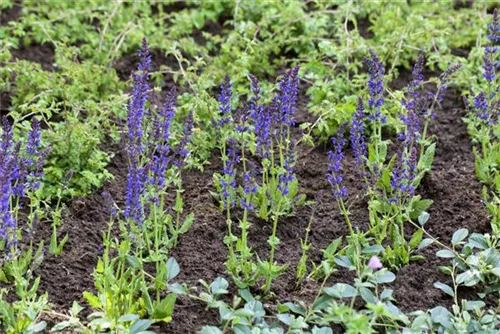 Garten-Blüten-Salbei - Salvia nemorosa 'Ostfriesland'