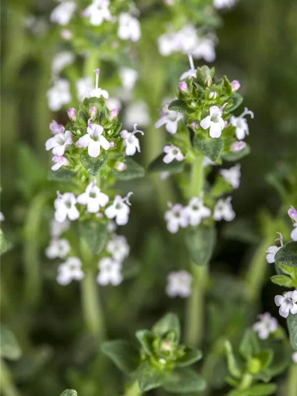 Thymus serpyllum var.albus, GartenThymian Semper Verde