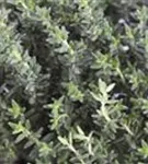 Echter Thymian, Quendel - Thymus vulgaris