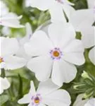 Garten-Teppich-Flammenblume - Phlox subulata 'White Delight'