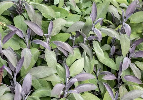 Salvia officinalis 'Purpurascens' - Garten-Salbei