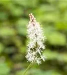 Herzblättrige Schaumblüte - Tiarella cordifolia