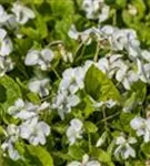 Garten-Pfingst-Veilchen - Viola sororia 'Albiflora'