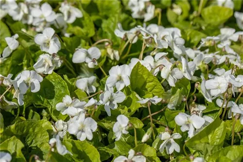 Garten-Pfingst-Veilchen - Viola sororia 'Albiflora'
