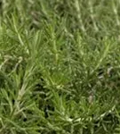 Mattenförmiger Garten-Rosmarin - Rosmarinus officinalis 'Prostratus'