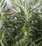 Mattenförmiger Garten-Rosmarin - Rosmarinus officinalis 'Prostratus'