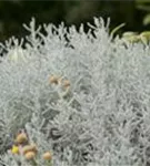 Silbrigblättriges Heiligenkraut - Santolina chamaecyparissus