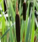 Schmalblättriger Rohrkolben - Typha angustifolia
