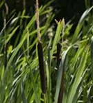 Schmalblättriger Rohrkolben - Typha angustifolia