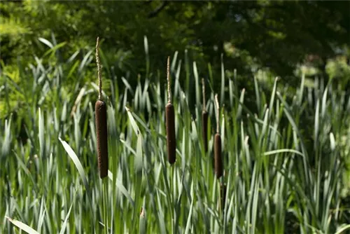 2er Set Typha Angustifolia - Schmalblättriger Rohrkolben Wasserpflanze Für Teiche